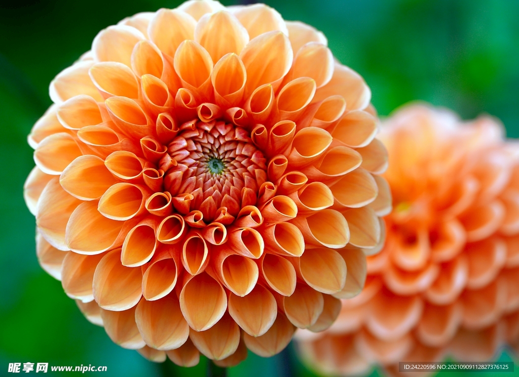 鲜花