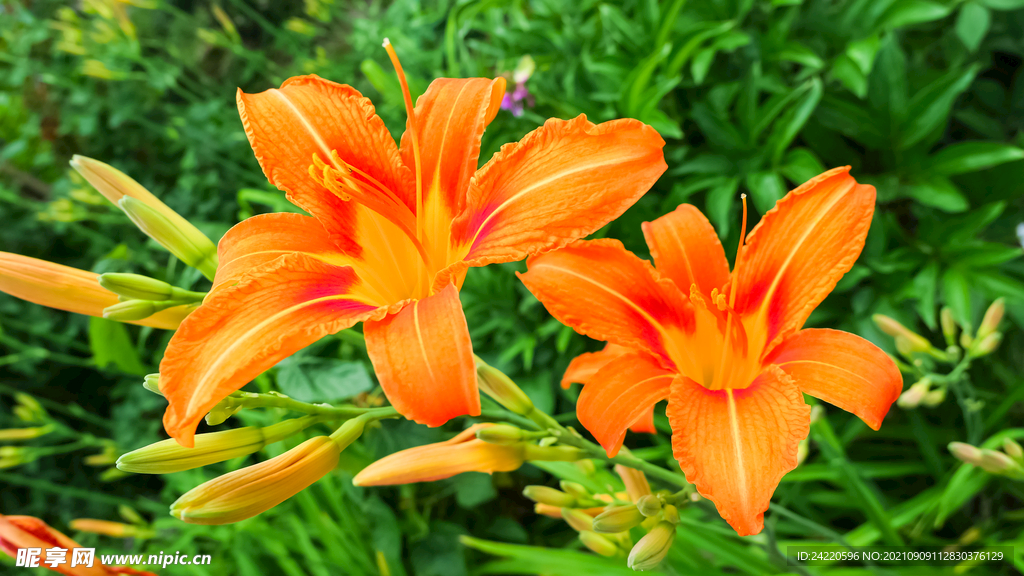 鲜花