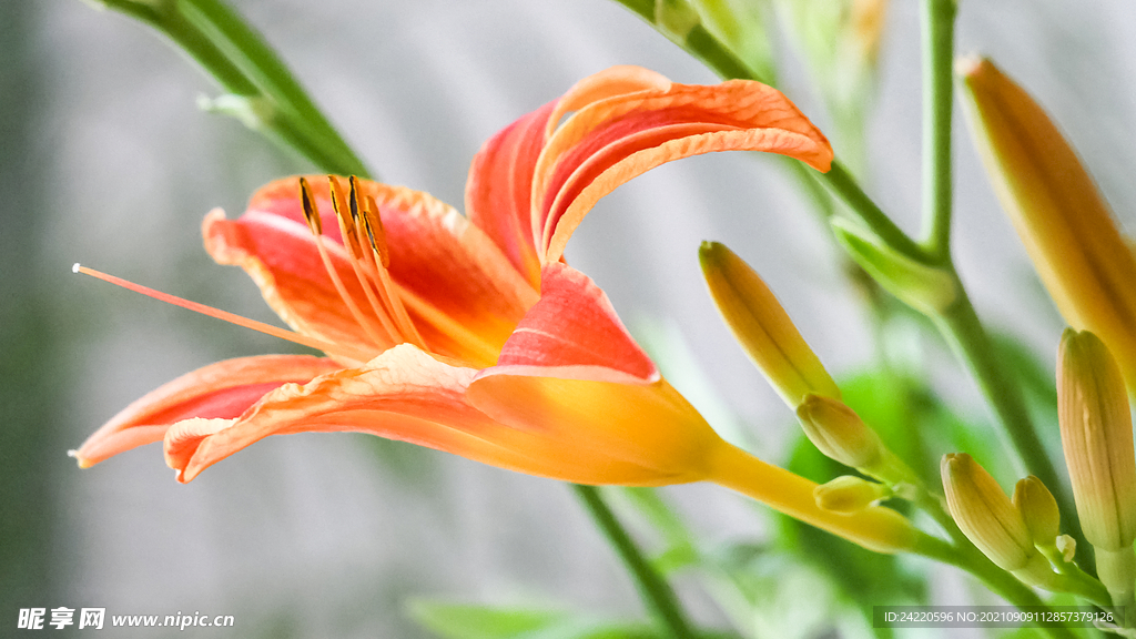 鲜花
