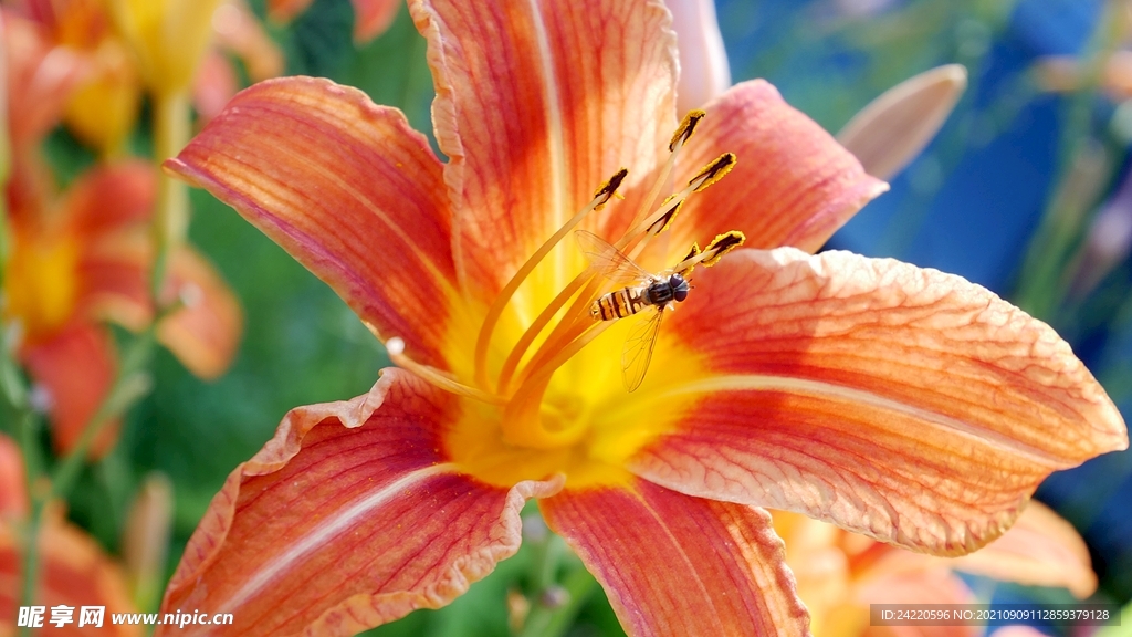 鲜花