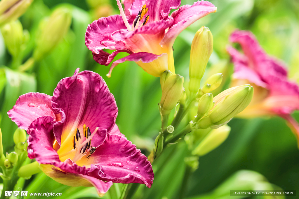 鲜花