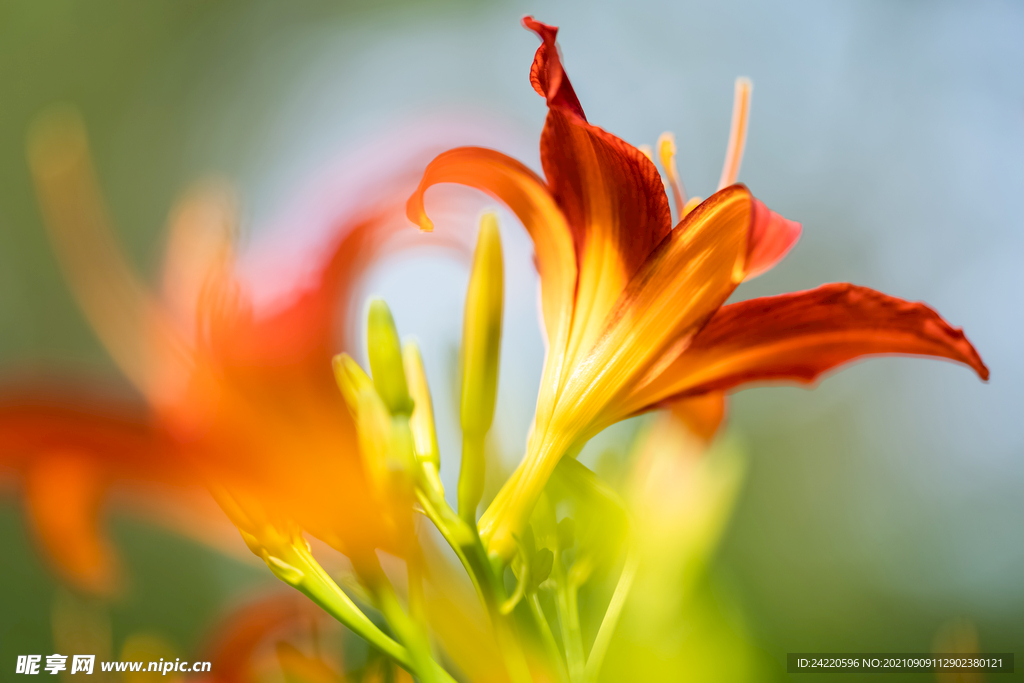 鲜花