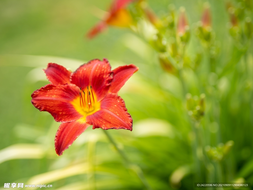 鲜花