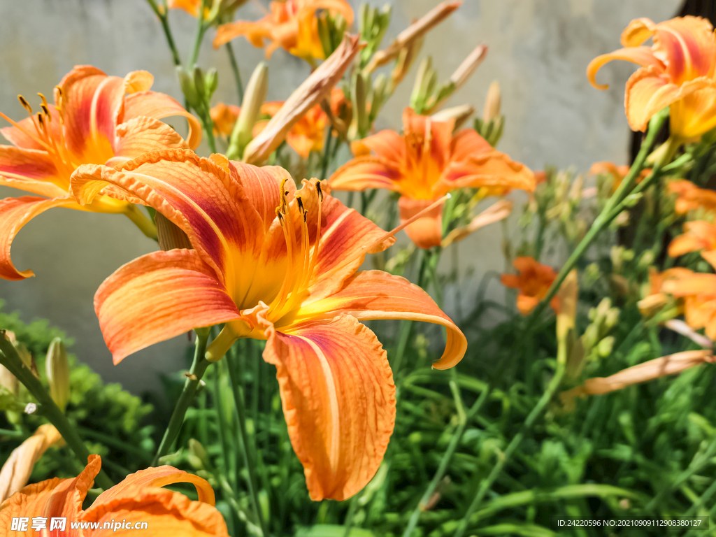 鲜花