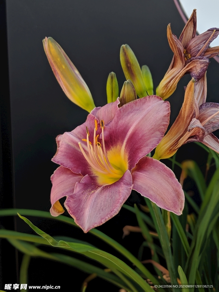 鲜花