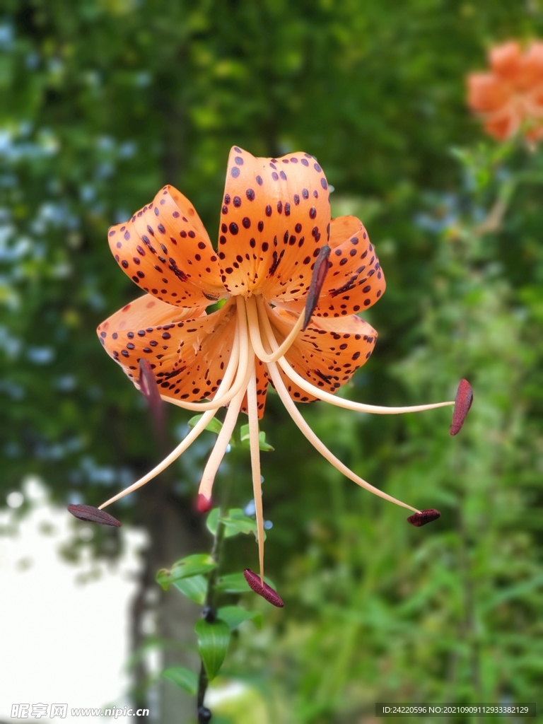 鲜花