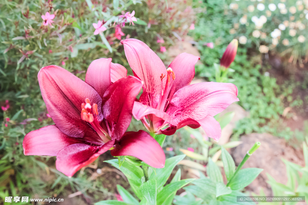 鲜花