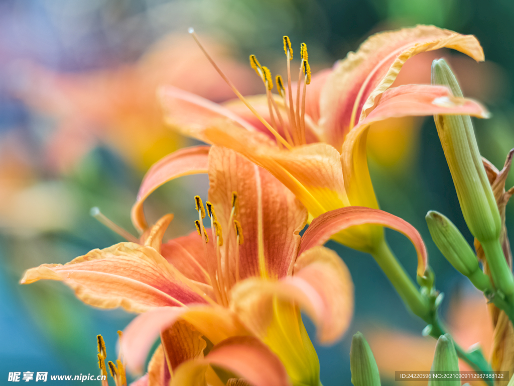 鲜花