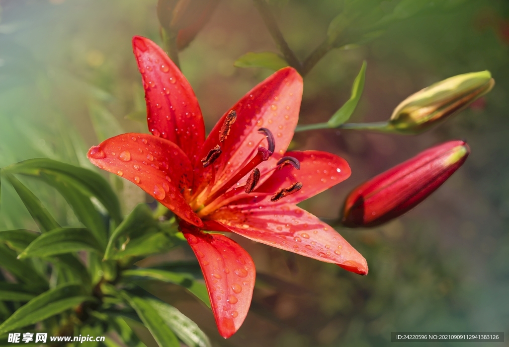鲜花