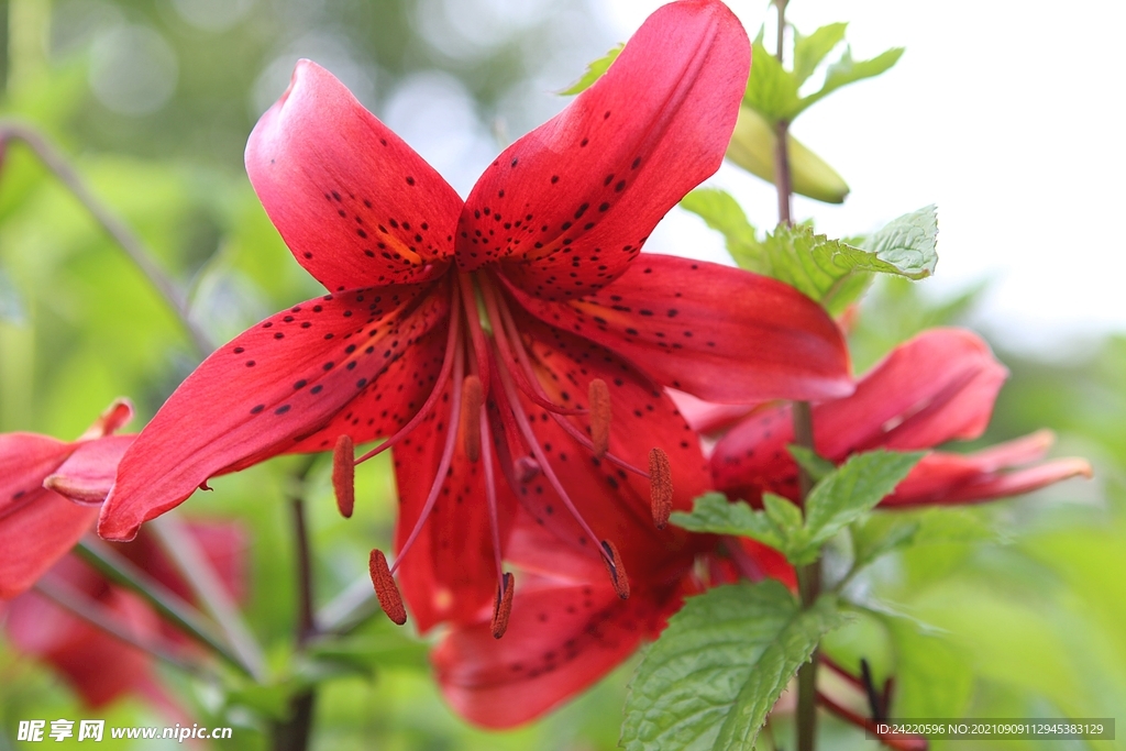 鲜花
