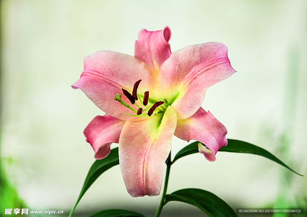 鲜花