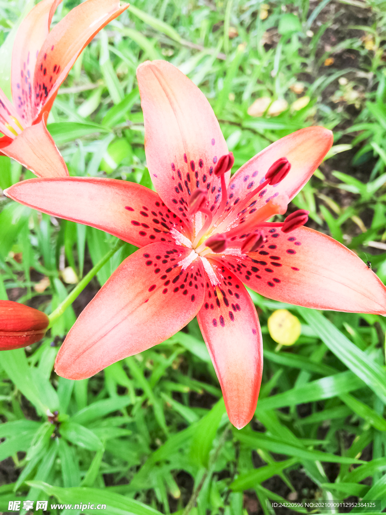 鲜花