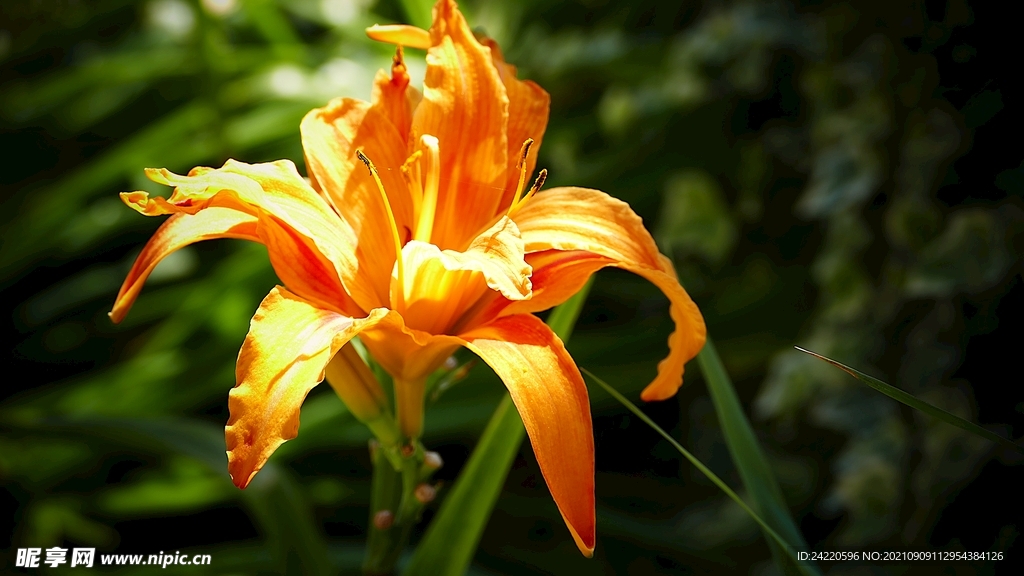 鲜花
