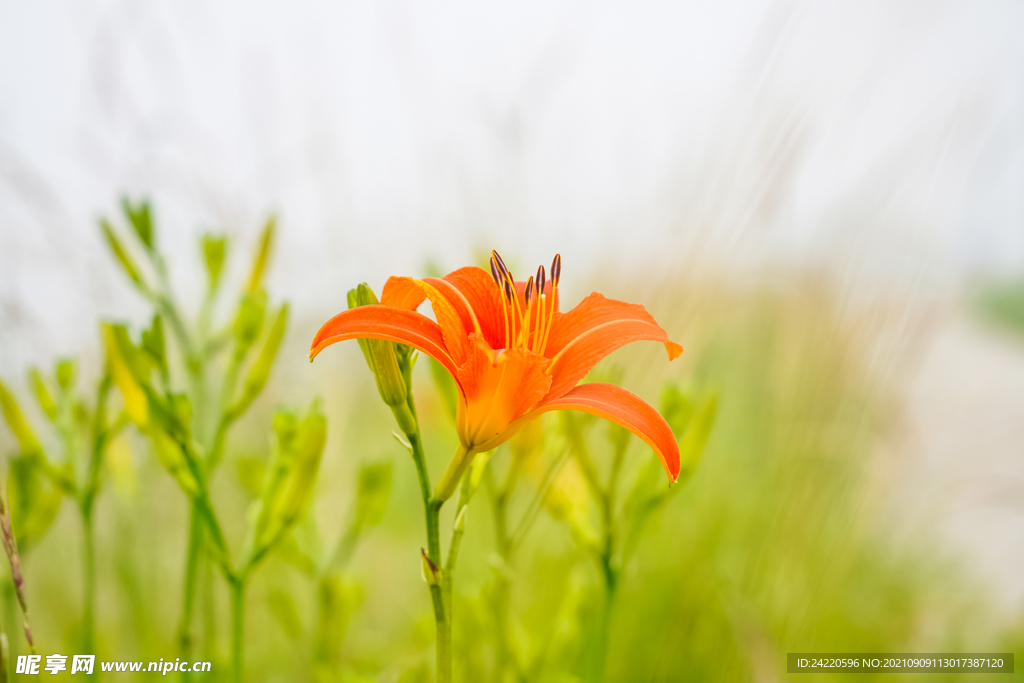 鲜花