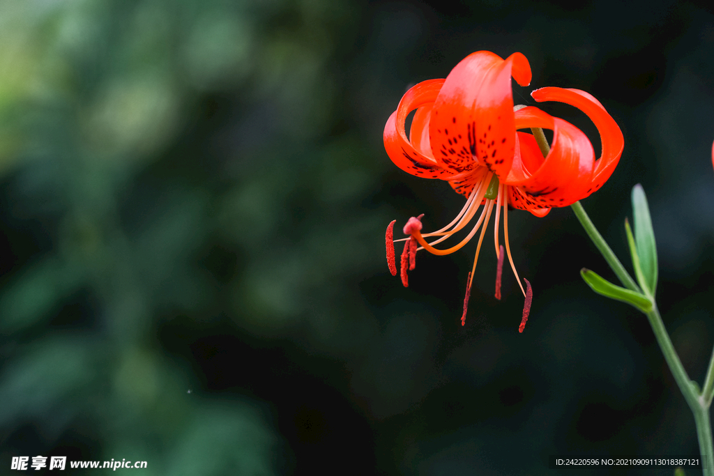 鲜花