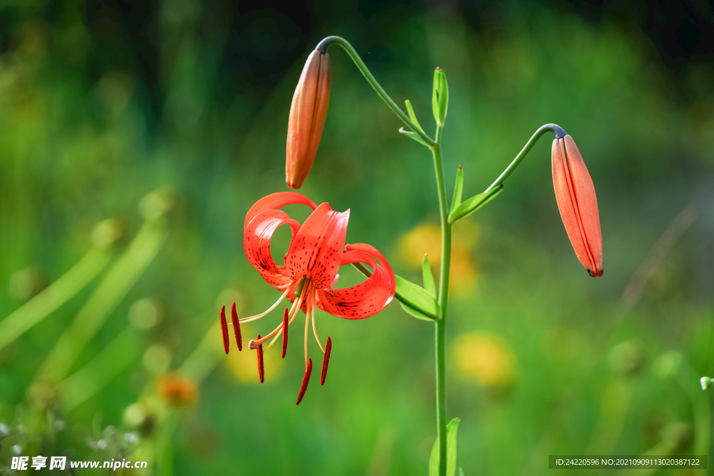 鲜花
