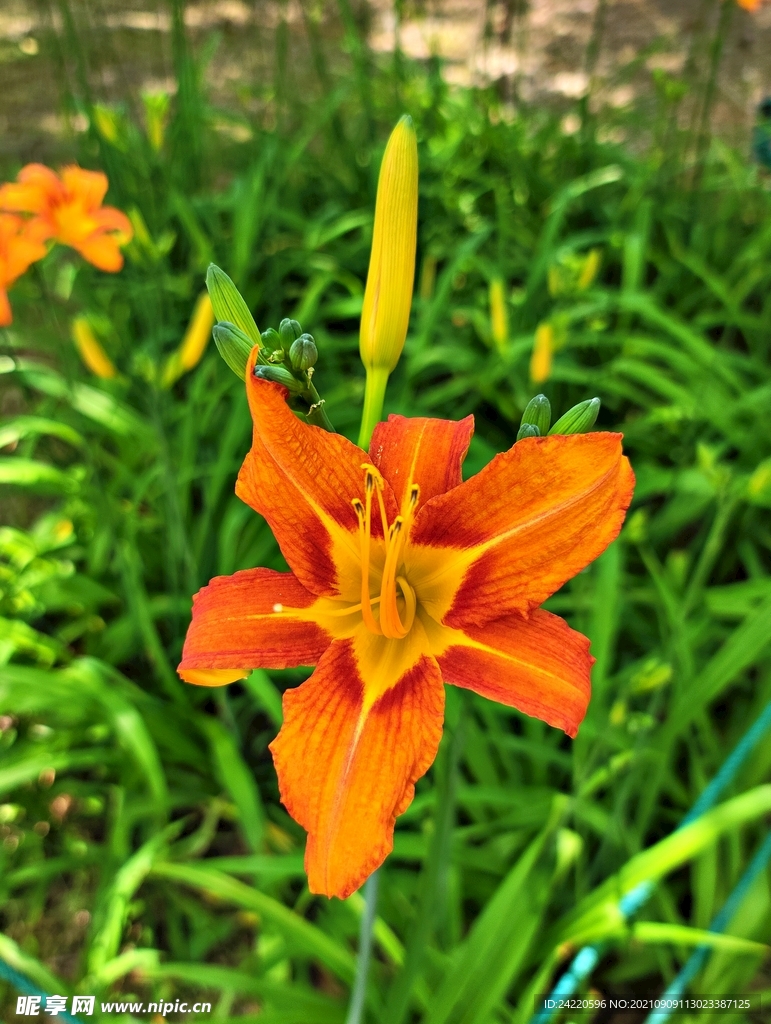 鲜花