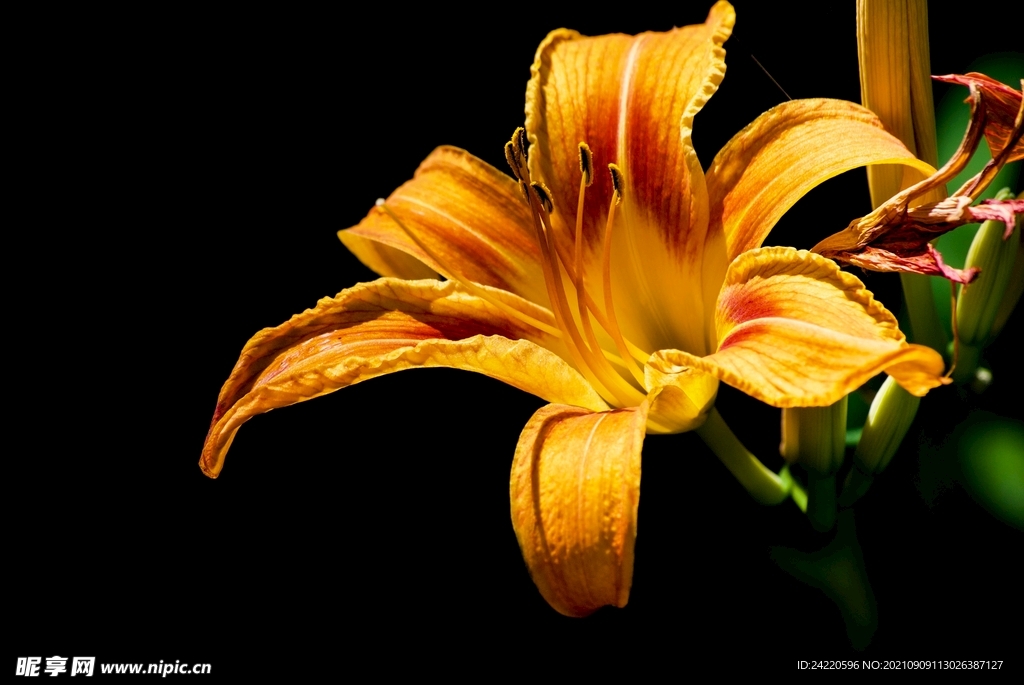 鲜花