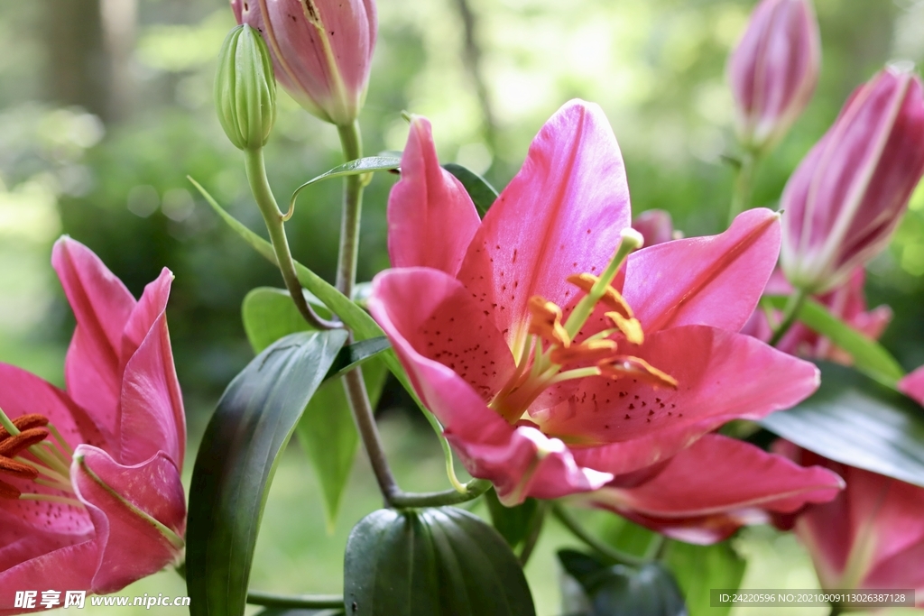 鲜花