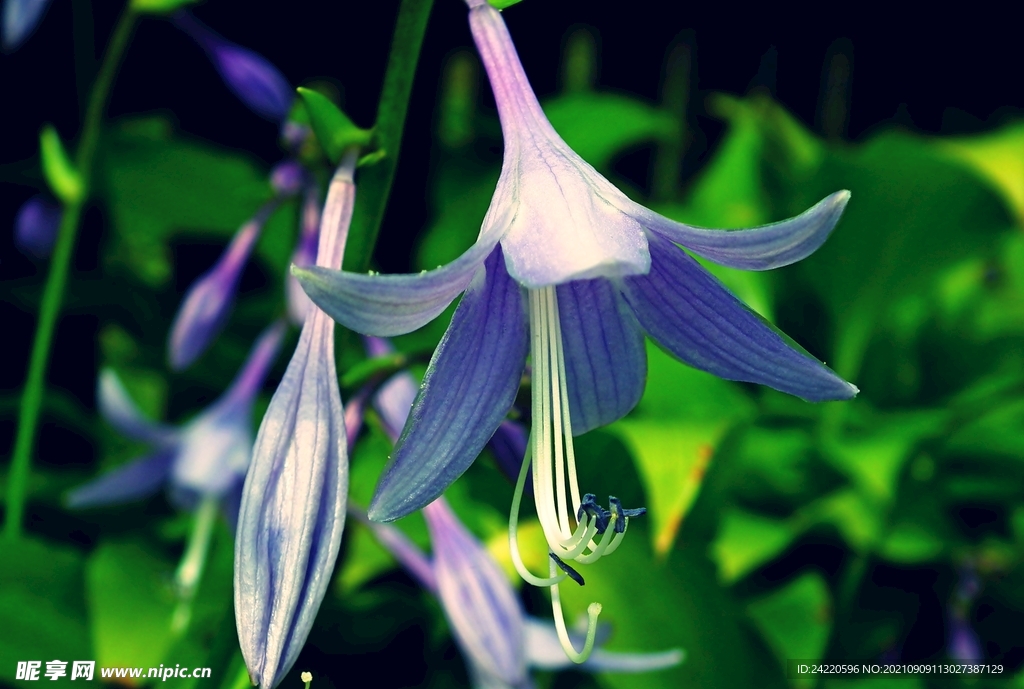 鲜花