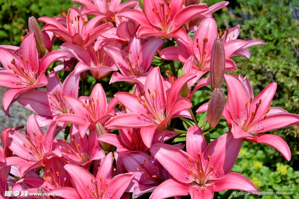 鲜花