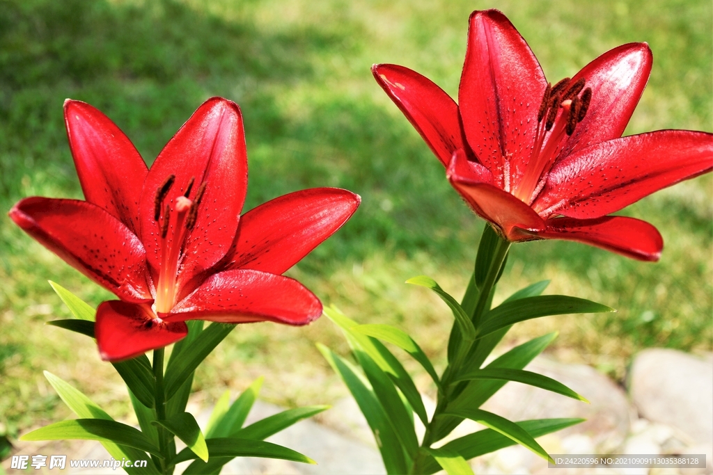 鲜花