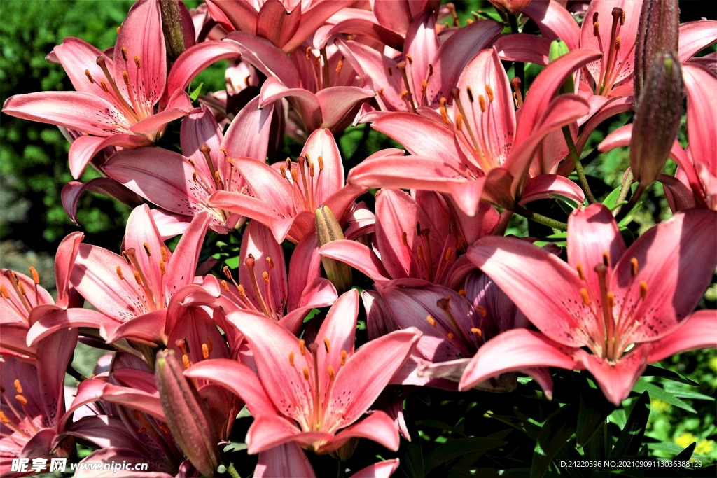 鲜花