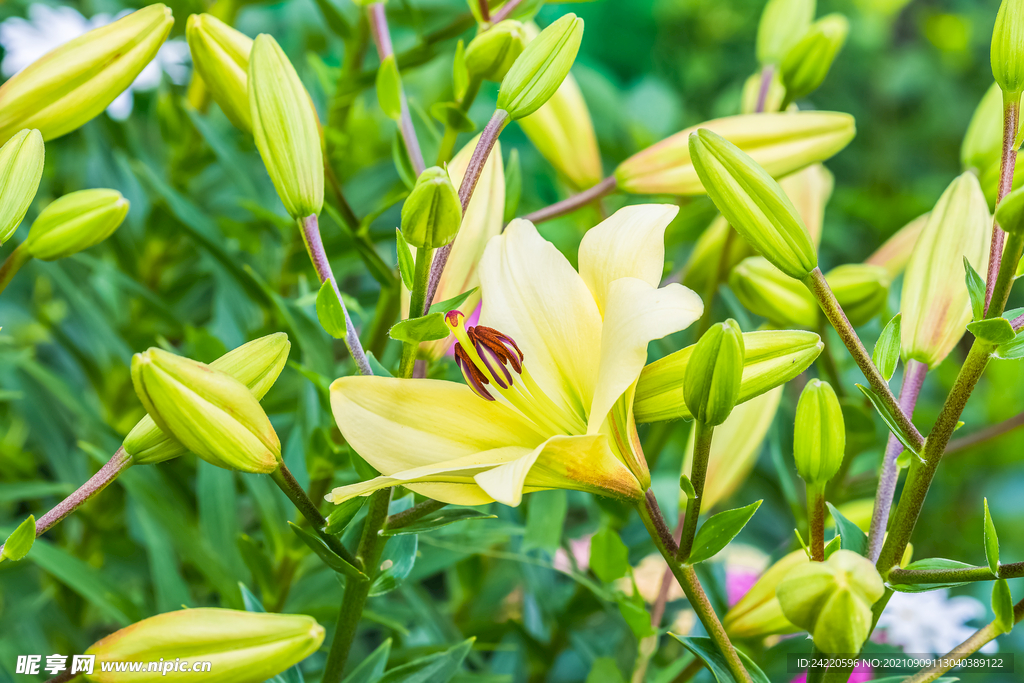 鲜花