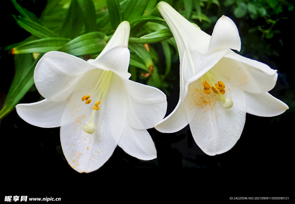 鲜花