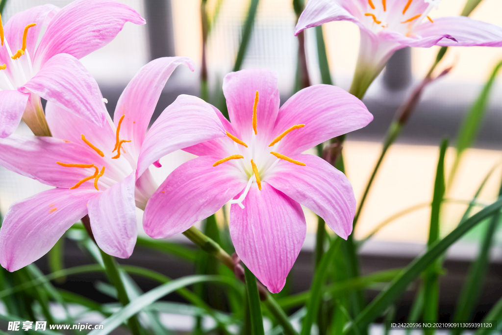 鲜花