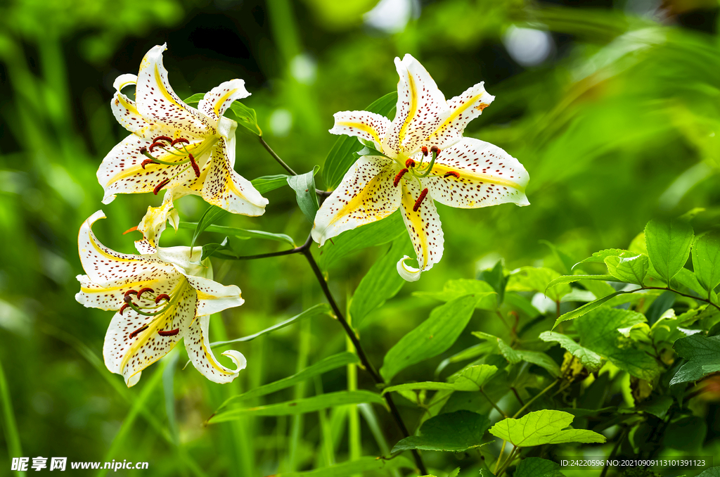 鲜花