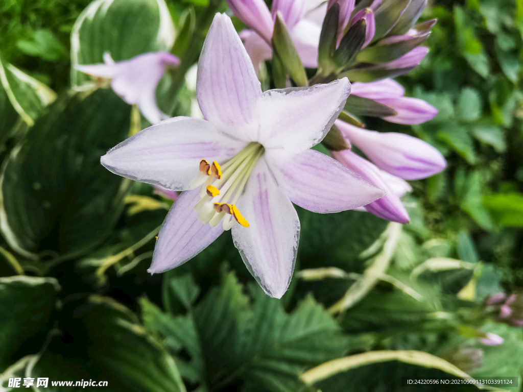鲜花