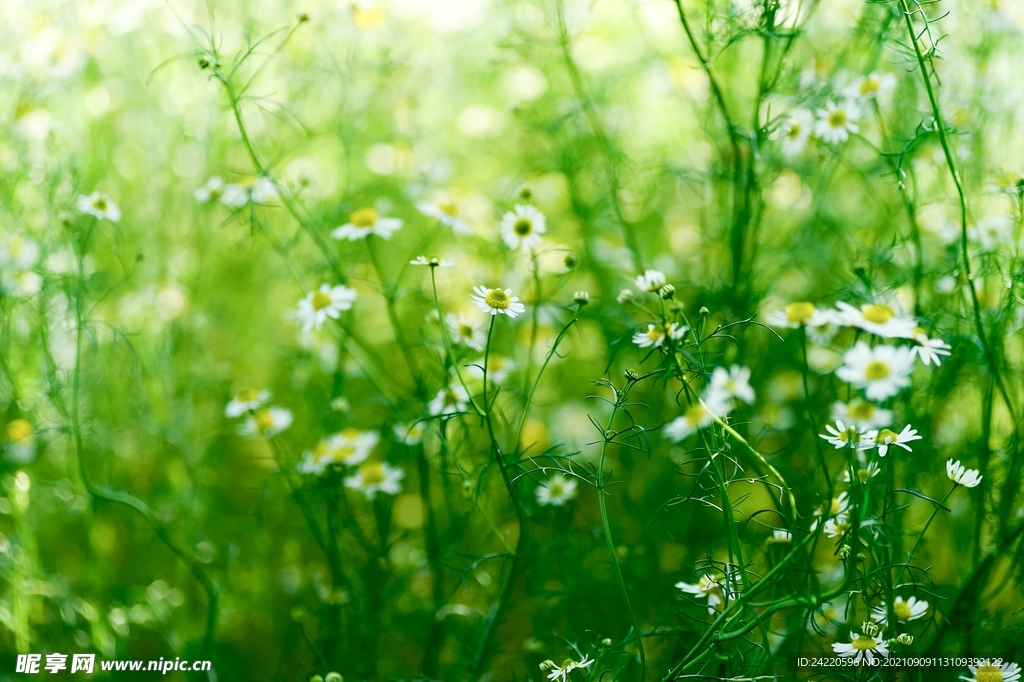 鲜花