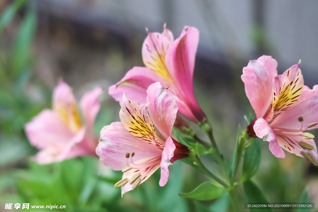 鲜花