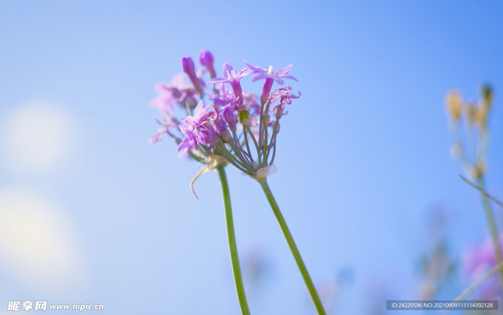 鲜花