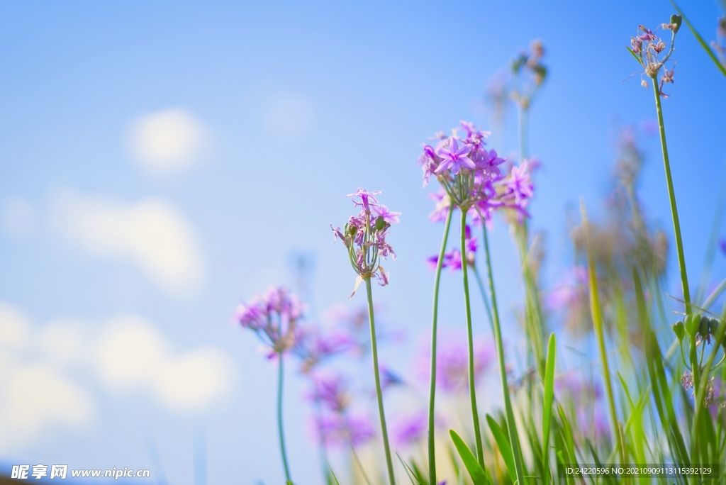 鲜花