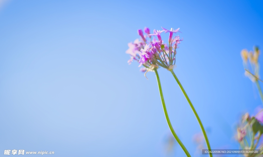 鲜花