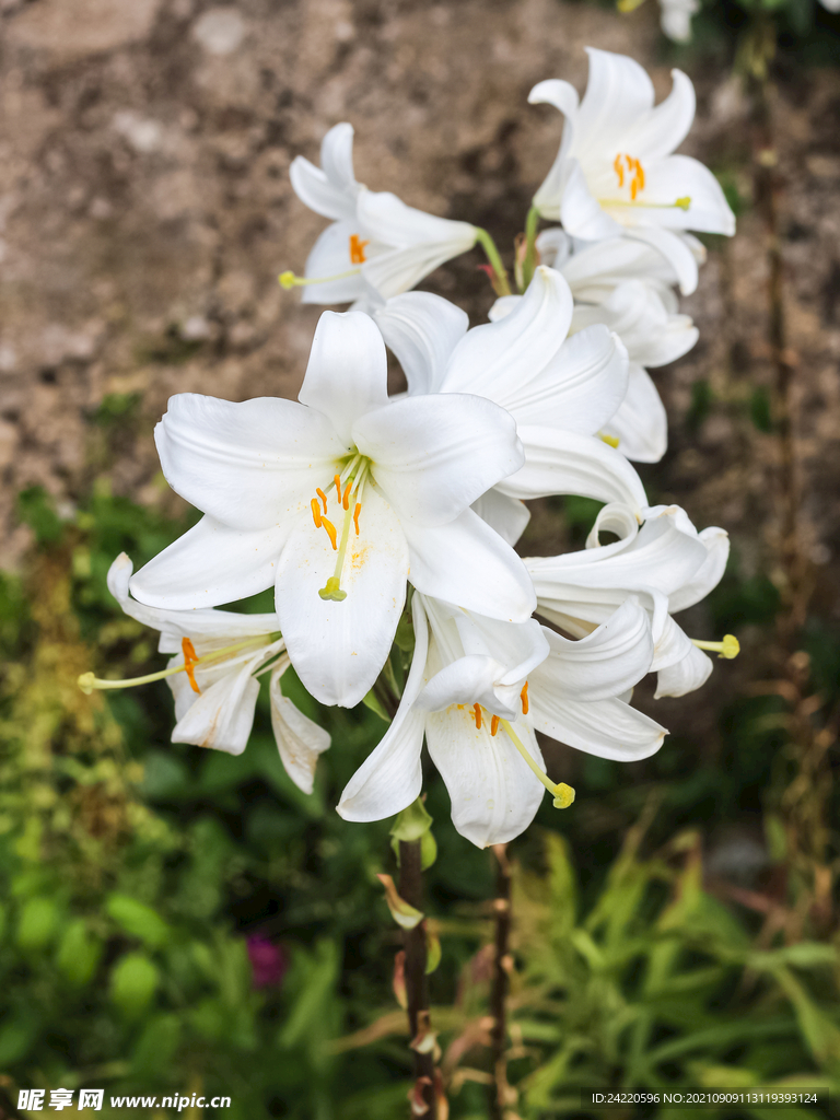 鲜花