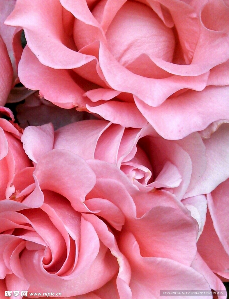玫瑰花