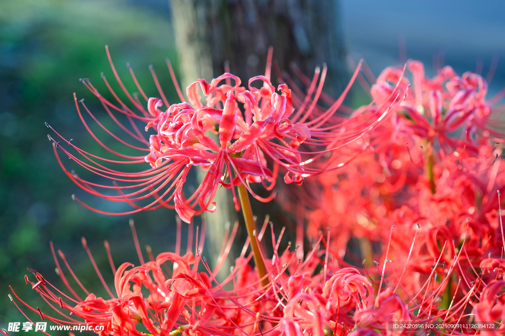 鲜花