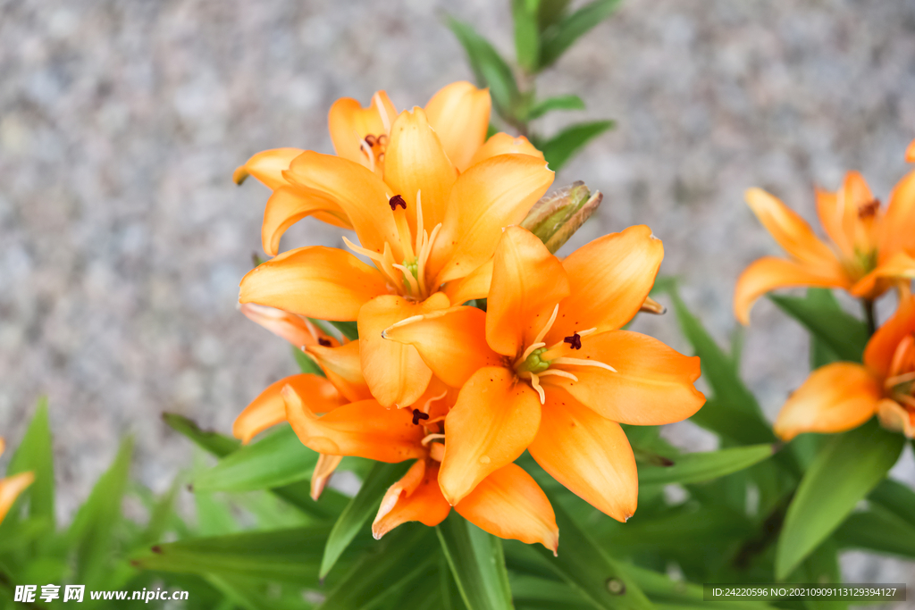 鲜花
