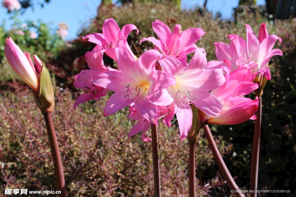 鲜花