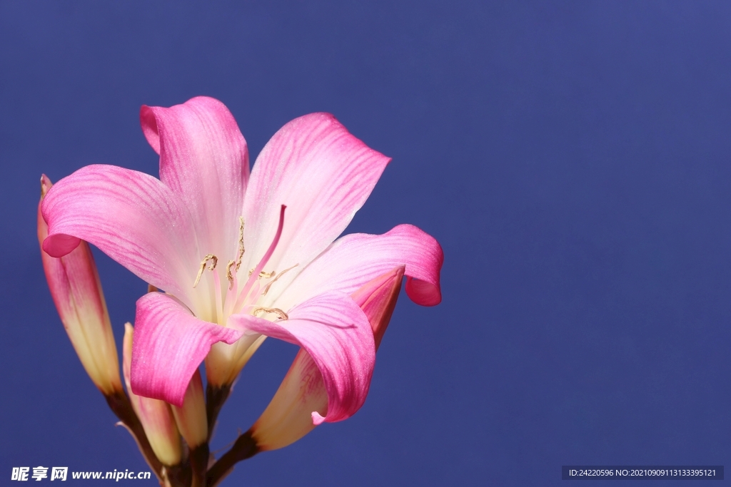 鲜花