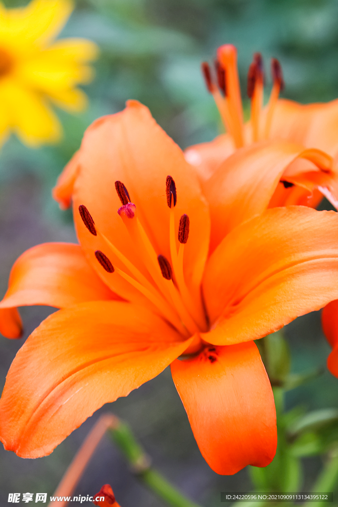 鲜花