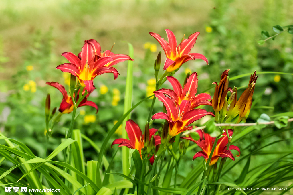 鲜花