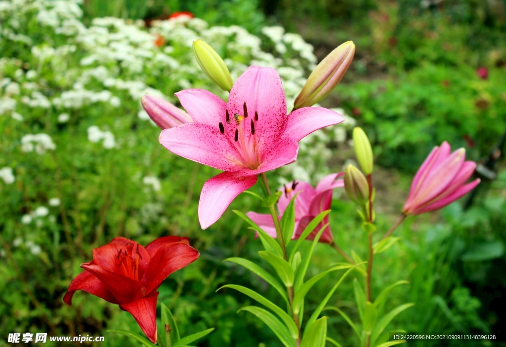 鲜花