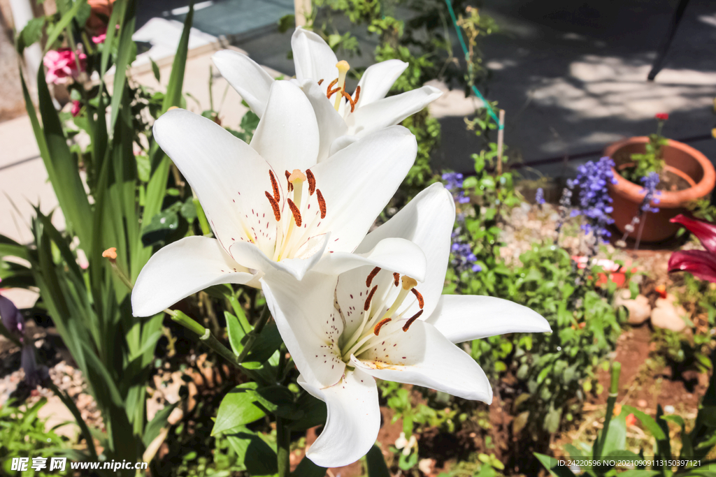 鲜花
