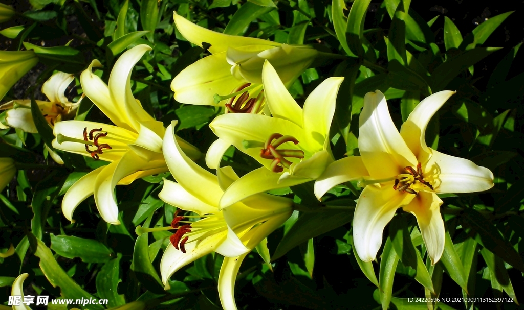 鲜花
