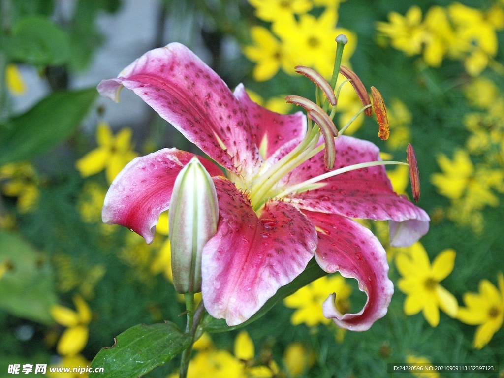 鲜花