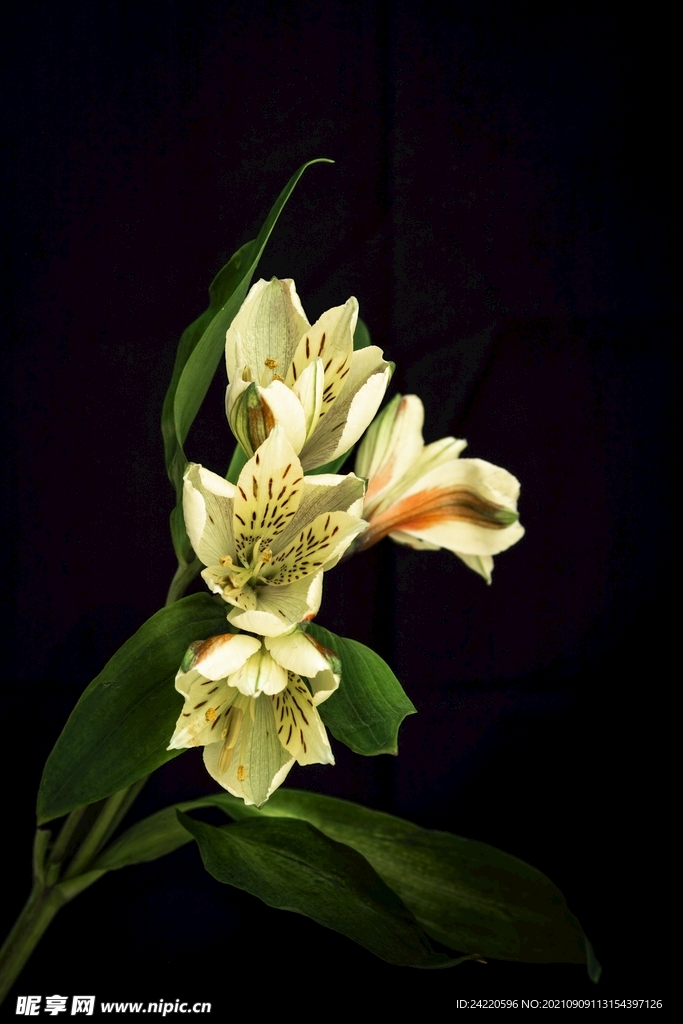 鲜花
